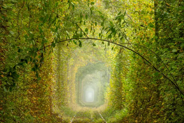 Ukrayna 'nın Rivne bölgesinde yaz günü. Klevan 'da aşk tüneli. Yaprak döken ormandaki eski demiryolu rayları. Romantik yeşil dal