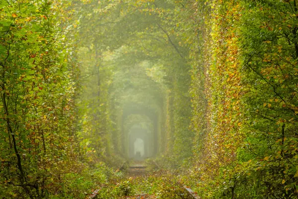 Ukrayna 'nın Rivne bölgesinde güneşli bir yaz günü. Klevan ormanında aşk tüneli