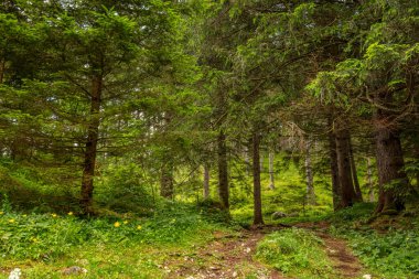 Avusturya yazı. Alplerin eteklerindeki yoğun ladin ormanı.