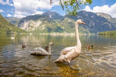 Avusturya yazı. Güneşli bir günde dağ ormanı gölü. Suda birkaç kuğu ve ördek var.