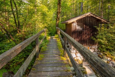 Güneşli bir yaz gününde yoğun bir orman. Eski ahşap köprü ve küçük bir kulübe.