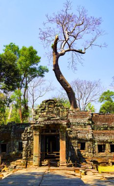 Ta Prohm, Kamboçya 'daki mezar yağmacısı tapınağı.