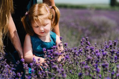 Woman's hand touching lavender, feeling nature. Little child harvesting lavender. Just hand. Mother hug little daughter on a lavender field background. Mom and baby playing in meadow field.