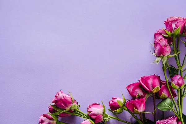 Склад Рожевих Маленьких Троянд Фіолетовому Фоні Днем Рождения Святкова Листівка — стокове фото