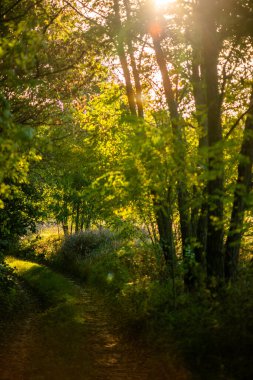 Ağaçları ve yeşil yaprakları olan güzel bir sonbahar ormanı