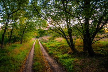 Ağacı ve yolu olan güzel bir manzara.