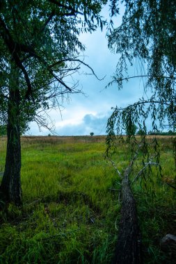 Güzel bir manzara Ağacı ve mavi gökyüzü