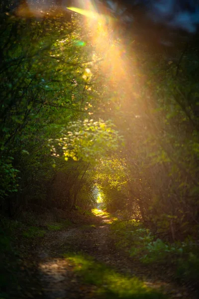 Gyönyörű Erdő Parkban — Stock Fotó
