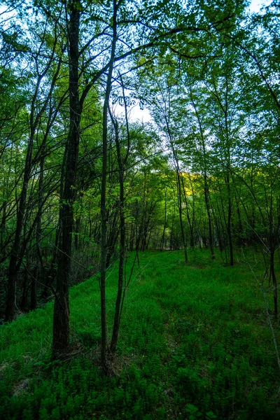Piękny Krajobraz Drzewem Lesie — Zdjęcie stockowe