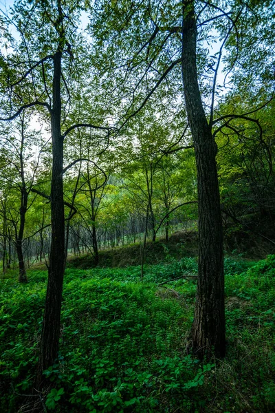 Hermoso Paisaje Con Árbol Bosque Verde —  Fotos de Stock