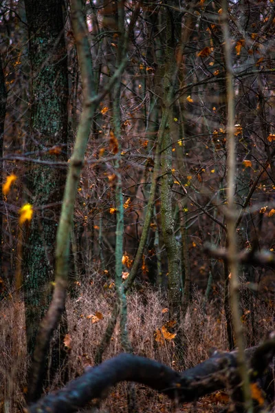 Podzimní Les Stromy Listy — Stock fotografie