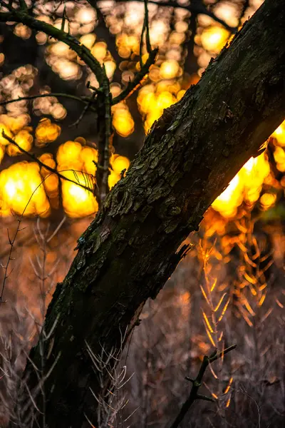 Jesienny Las Tło Natury — Zdjęcie stockowe