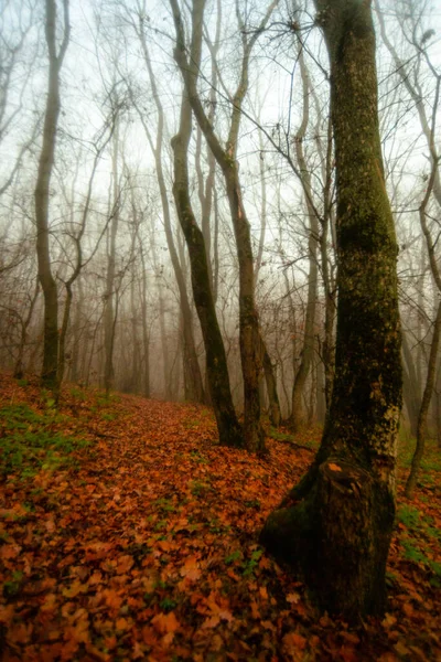 Forêt Automne Avec Arbres Feuilles — Photo