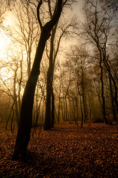 Beautiful Autumn Landscape Trees Leaves — Stock Photo, Image
