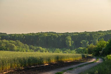Ağaçlarla dolu bir tarlası ve bulutlu bir gökyüzü olan güzel bir manzara.