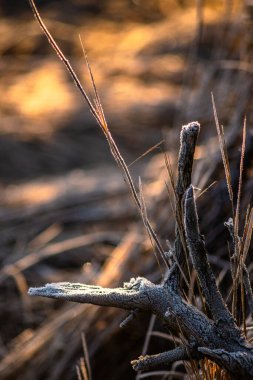 Kuru ağaç dalları ormandaki