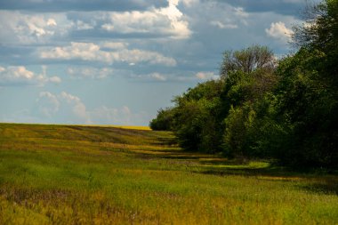 Yeşil çimen ve mavi gökyüzü olan güzel bir manzara.