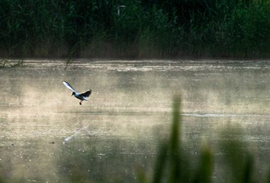 Ormandaki gölün güzel manzarası