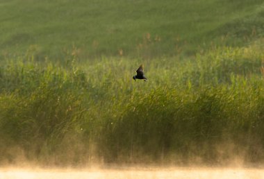 Tarladaki genç bir kuşun güzel bir görüntüsü.