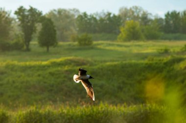 Gökyüzünde uçan bir kuş