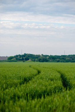 Büyük bir ağaç ve mavi gökyüzü olan yeşil alan.