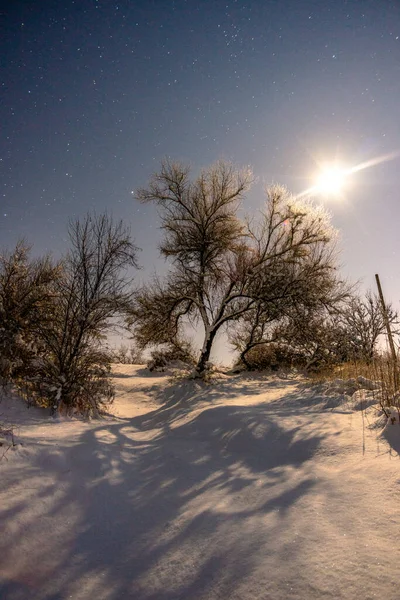 Kar Ağaçlarla Kaplı Kış Manzarası — Stok fotoğraf