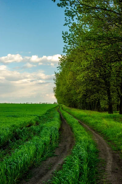Yeşil çimenler ve mavi gökyüzü ile güzel bir yaz manzarası