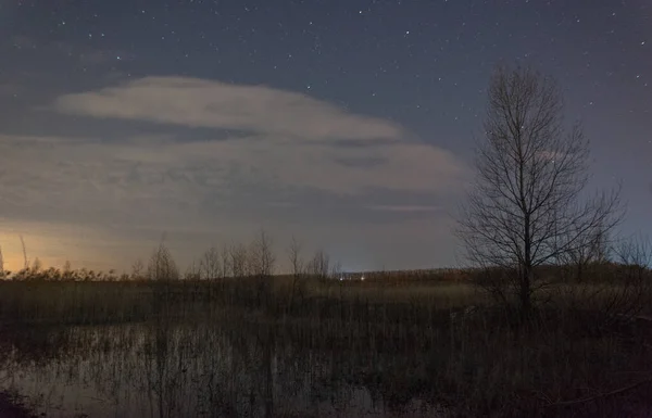 Όμορφο Νυχτερινό Ουρανό Δέντρα Και Χιόνι — Φωτογραφία Αρχείου