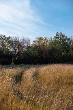 Güzel bir manzara Ağacı ve mavi gökyüzü