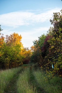 Ağaçlı ve yeşil yapraklı güzel sonbahar manzarası