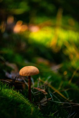 Ormandaki bir mantarı kapat.