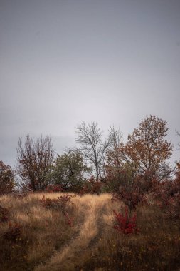 Ağaçlar ve ormanlarla dolu güzel bir manzara.