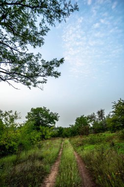Ormanda bir ağaç ve yol olan güzel bir manzara.