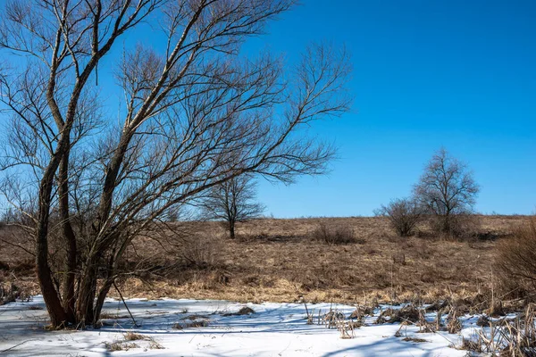 Kar ve ağaçlarla dolu güzel kış manzarası