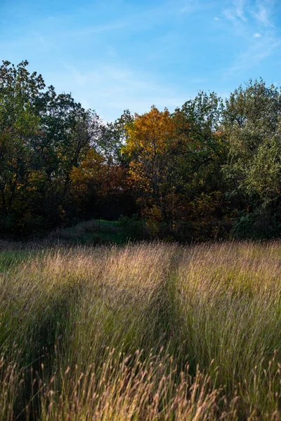Piękny Jesienny Krajobraz Drzewami Roślinami — Zdjęcie stockowe