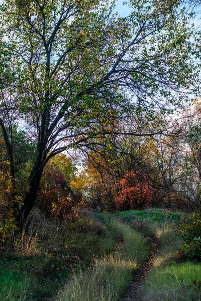 Ağaçlar Yapraklarla Dolu Güzel Sonbahar Manzarası — Stok fotoğraf