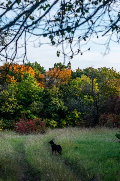 Piękny Jesienny Krajobraz Koniem — Zdjęcie stockowe