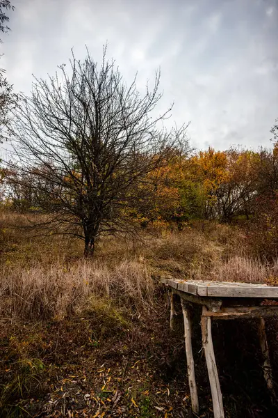 Осенний Пейзаж Деревьями Лесом — стоковое фото