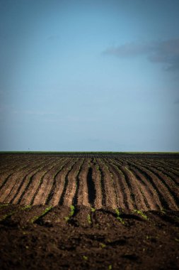 Genç yeşil bitkiler tarlada