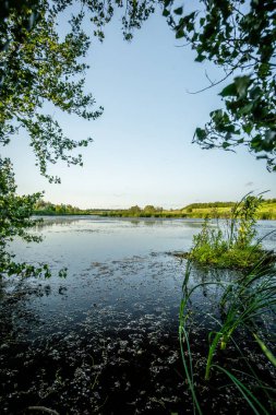 Bitkiler ve ağaçlarla çevrili güzel bir göl görüntüsü.