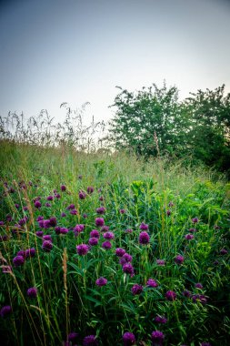 Tarladaki güzel çiçekler