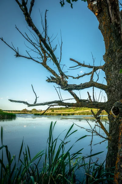 Tronco Árvore Margem Lago — Fotografia de Stock