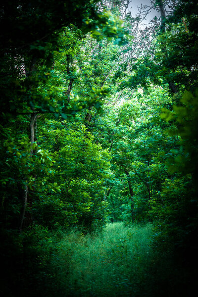 Green forest in the park