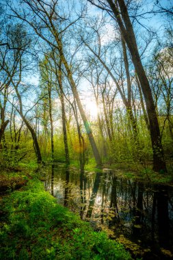 Orman günbatımı. Sis. Samanyolu. Yazın manzaralar. 