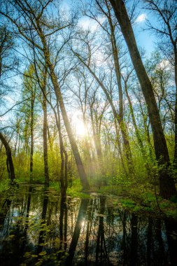 Sonbahar manzarası. Orman ve ağaçlar sonbaharda.