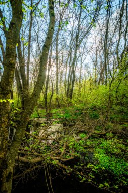 Orman günbatımı. Sis. Samanyolu. Yazın manzaralar. 