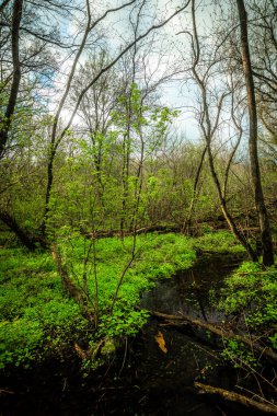 Orman günbatımı. Sis. Samanyolu. Yazın manzaralar. 