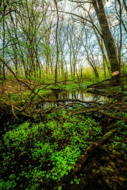 Orman günbatımı. Sis. Samanyolu. Yazın manzaralar. 