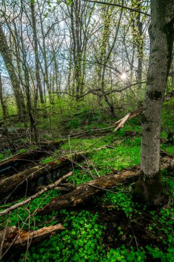 Orman günbatımı. Sis. Samanyolu. Yazın manzaralar. 