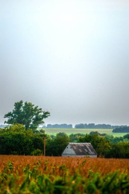 Büyük bir buğday tarlası olan kırsal alan